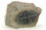 Zlichovaspis Trilobite - Atchana, Morocco #273796-2